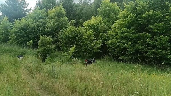 Мотоциклист погиб в лесном массиве Бутурлинского округа
